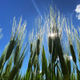 Image for article titled Actors and producers risk safety, defy shutdown to complete all-important Children Of The Corn reboot